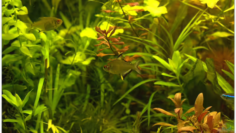 Zitronensalmler von hotwheelz (35)