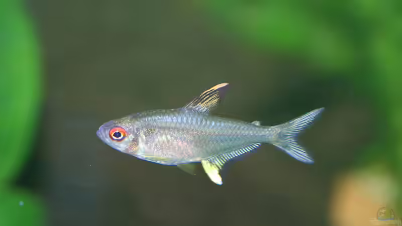 Zitronensalmler von Mandy Liebig (5)