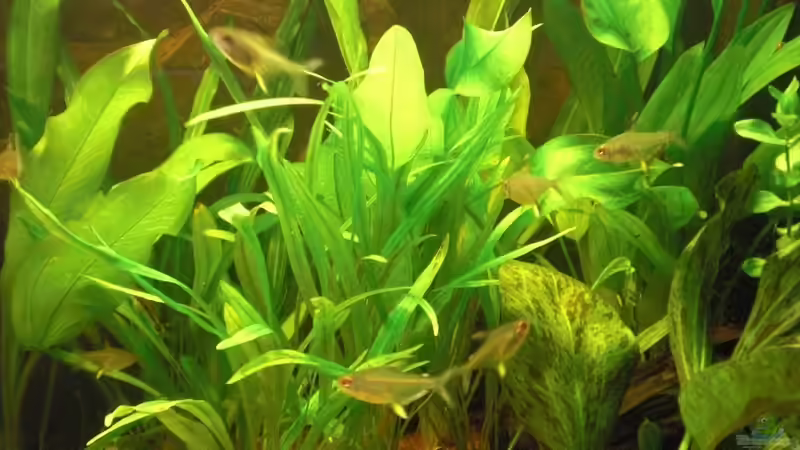 Zitronensalmler von Misterdaddy (21)