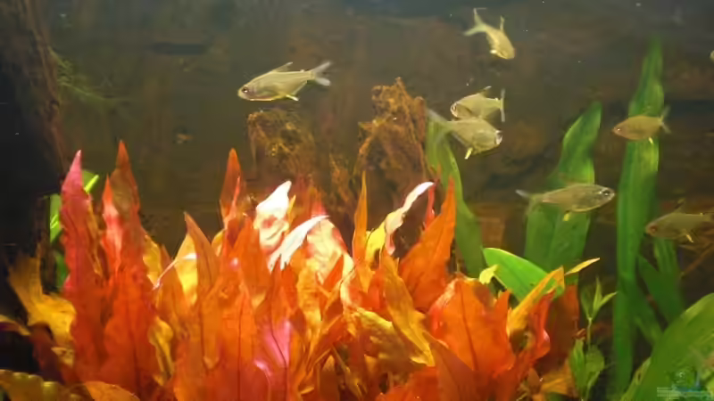 Zitronensalmler von Misterdaddy (22)