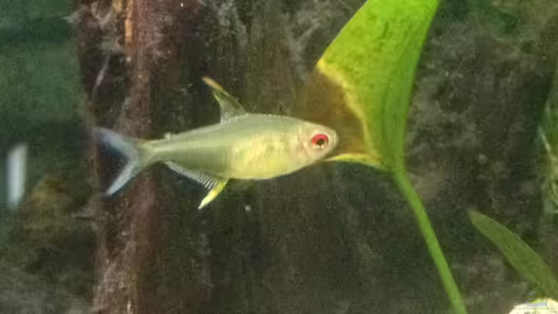 Zitronensalmler von parrots-of-fire.de (13)