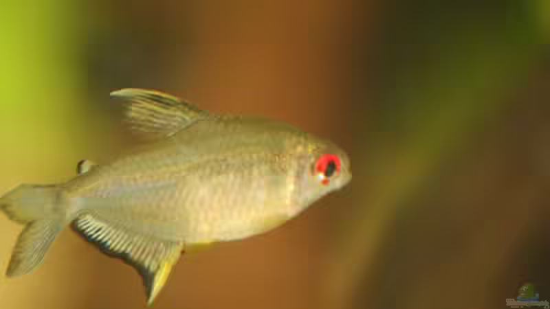 Zitronensalmler von Sharkbait (8)