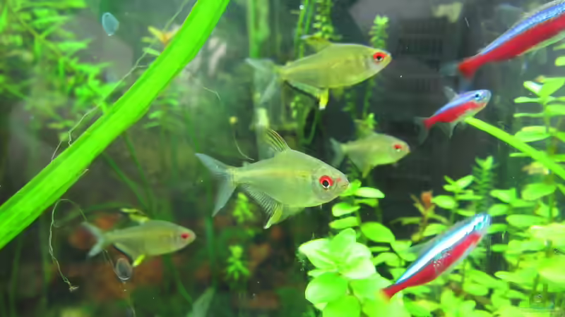 Zitronensalmler von Tigerlotus (62)