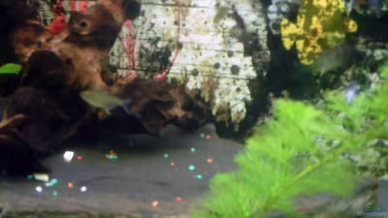 Zitronensalmler von valla88 (18)