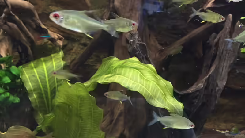 Einrichtungsbeispiele mit Zitronensalmlern (Hyphessobrycon pulchripinnis)