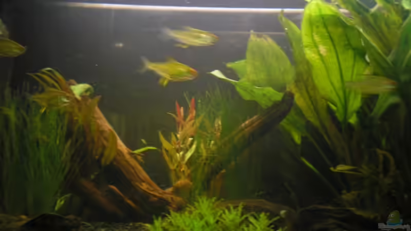Einrichtungsbeispiele mit Zitronensalmlern (Hyphessobrycon pulchripinnis)