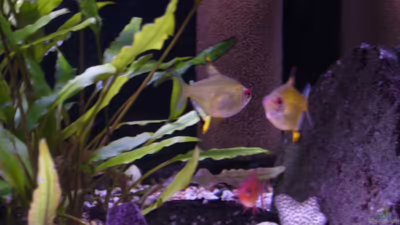 zitronensamler (aktueller Besatz) von Sunnyboy_72 (22)