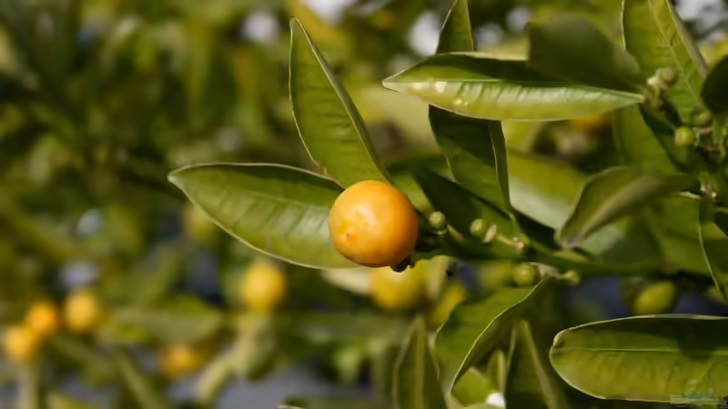 Zitruspflanzen im Garten und auf der Terrasse: Mediterranes Flair richtig pflegen