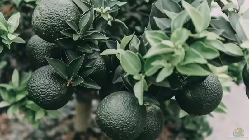 Zitruspflanzen im Garten und auf der Terrasse: Mediterranes Flair richtig pflegen