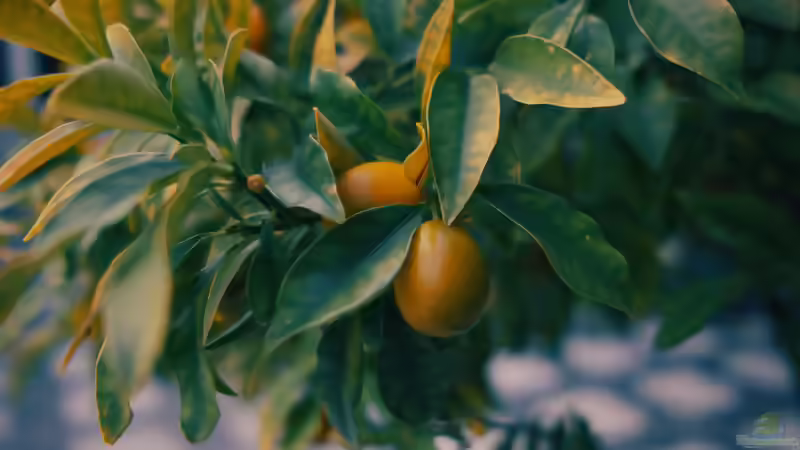 Zitruspflanzen im Garten und auf der Terrasse: Mediterranes Flair richtig pflegen