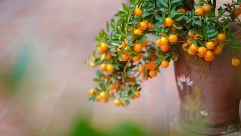Zitruspflanzen im Garten und auf der Terrasse: Mediterranes Flair richtig pflegen