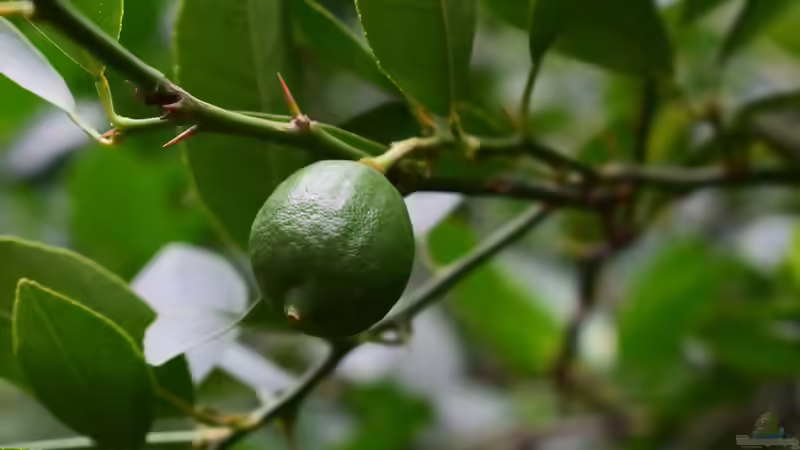 Zitruspflanzen im Garten und auf der Terrasse: Mediterranes Flair richtig pflegen