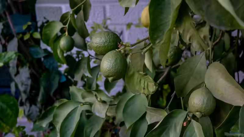 Zitruspflanzen im Garten und auf der Terrasse: Mediterranes Flair richtig pflegen