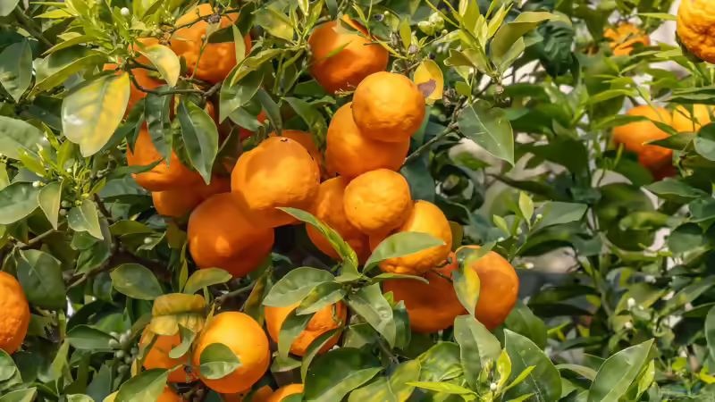 Zitruspflanzen im Garten und auf der Terrasse: Mediterranes Flair richtig pflegen