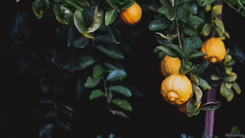 Zitruspflanzen im Garten und auf der Terrasse: Mediterranes Flair richtig pflegen