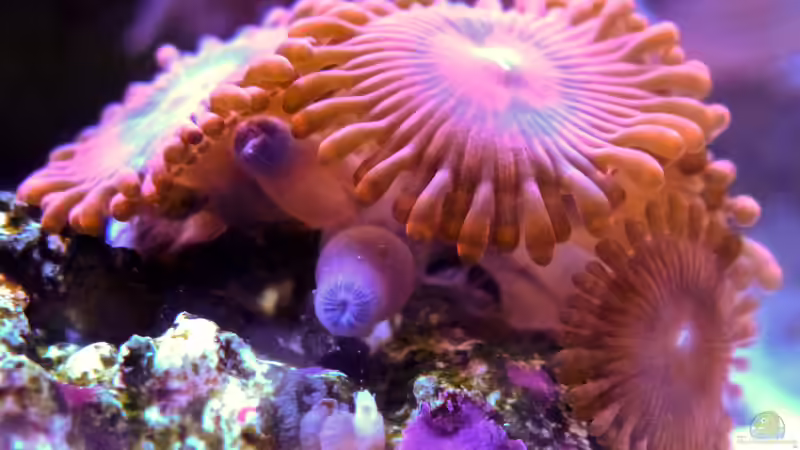 Zoanthus - endlich vermehrt sie sich/Juni 2015 von Summse (43)