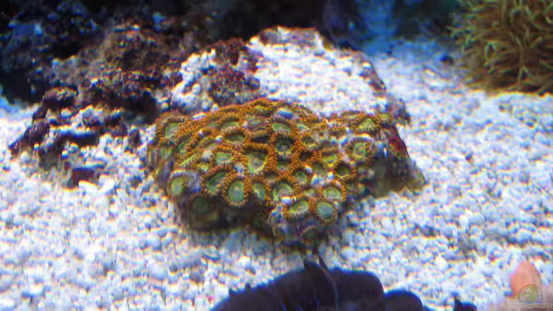 Zoanthus - Krustenanemonen von MartinS (66)