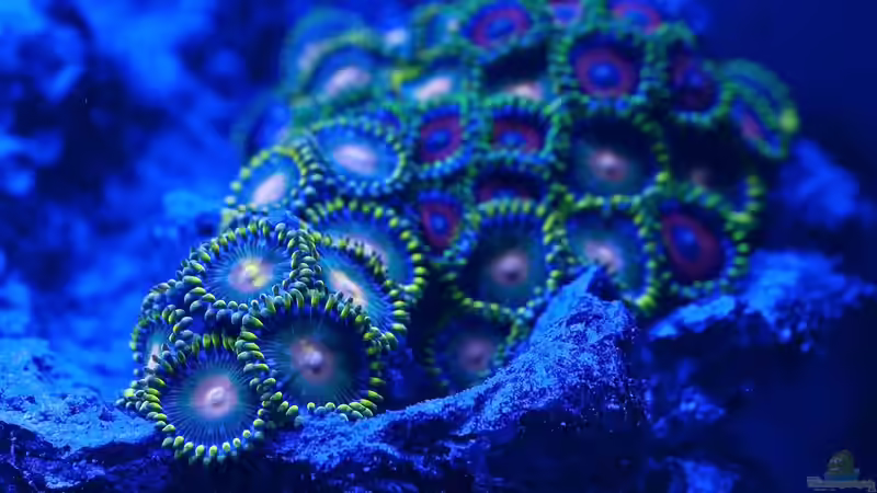 Zoanthus bei Blaulicht von Traum-Hobby.de (5)