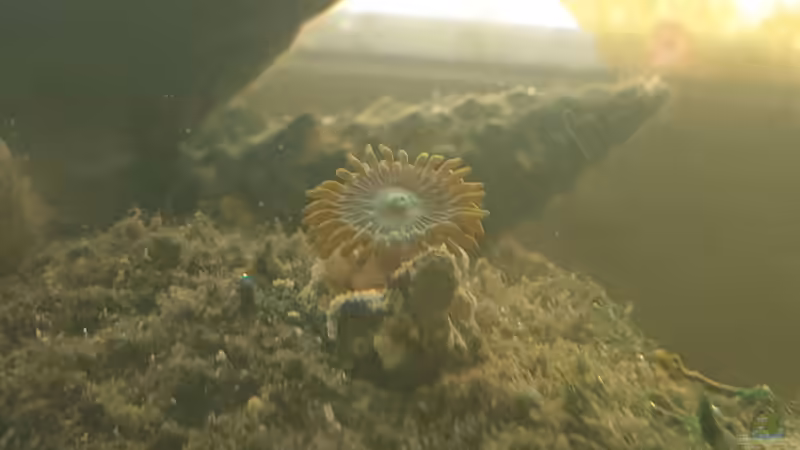 Zoanthus (eventuell kennt wer die Art oder Form?) von GiZZ55 (28)