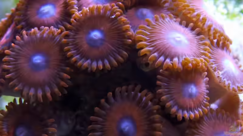 Zoanthus (evtl.) Spiderman von Summse (49)