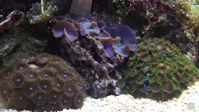 Zoanthus mit Discosoma  von Embasch (15)