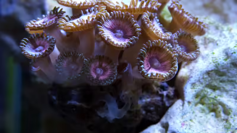 Zoanthus Pink Panther von Summse (44)