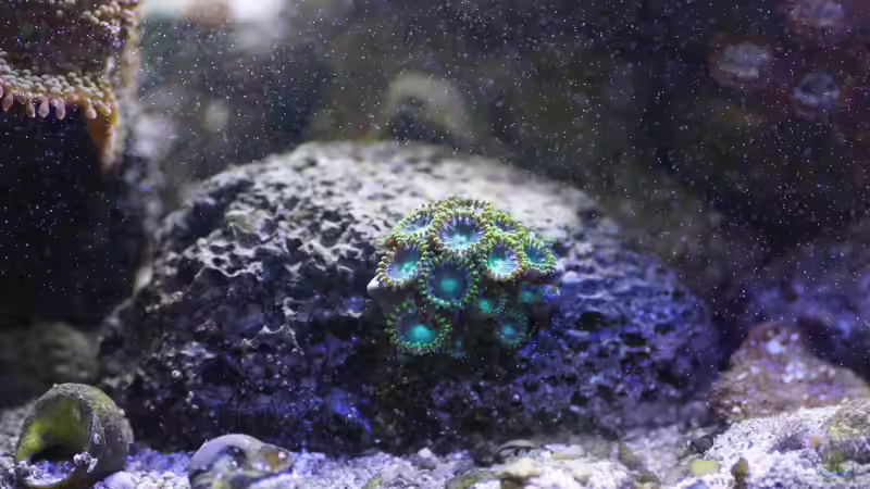 Zoanthus Radioactive von GiZZ55 (24)