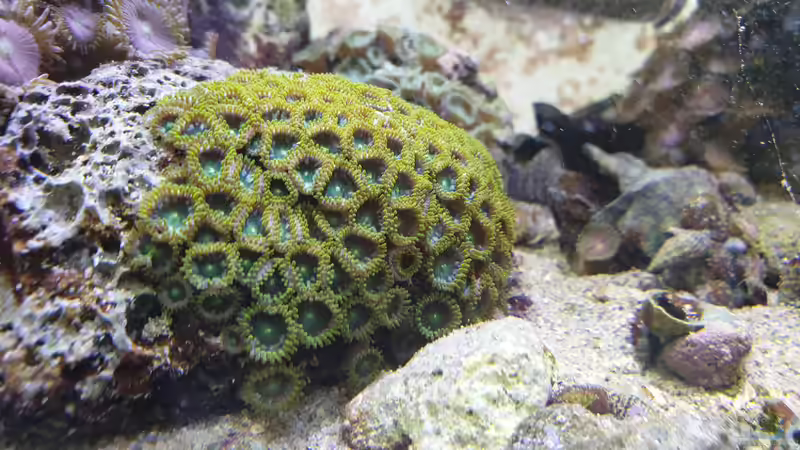 Zoanthus Radioactive von GiZZ55 (7)