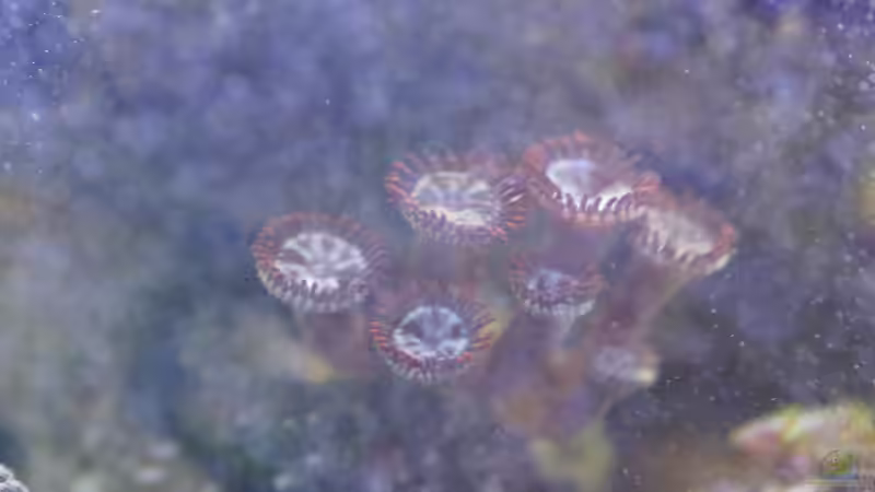 Zoanthus rot von GiZZ55 (23)