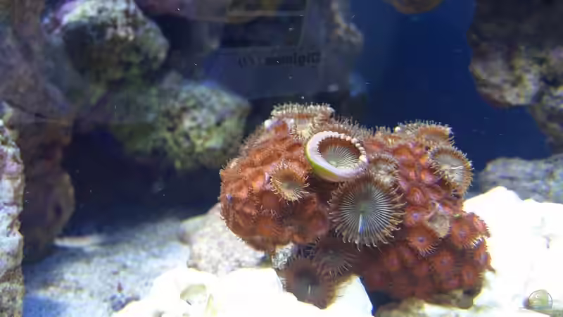 Zoanthus sp. 02 - Kurstenanemone am Anfang von Dirk Schäfer (17)