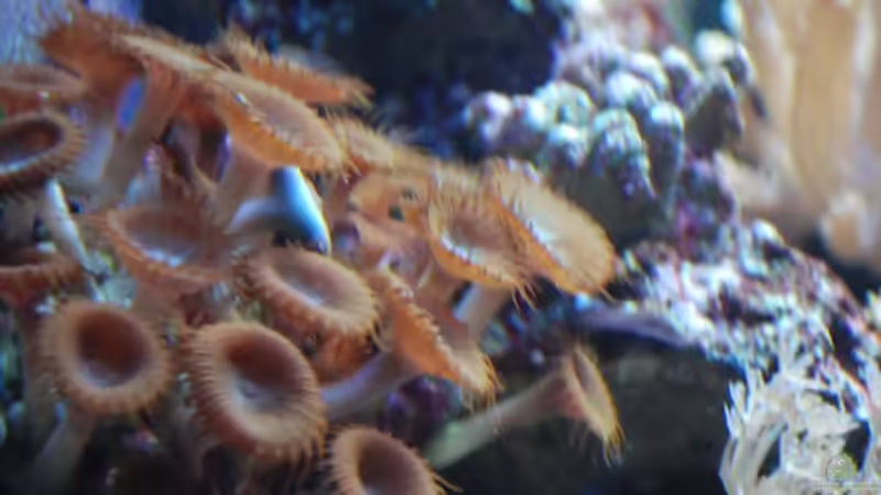 Zoanthus sp. Krustenanemonen von reefaddict (10)