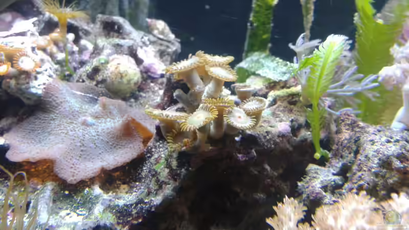 Zoanthus sp. ´Orange´ von Torsten Bullmahn (67)