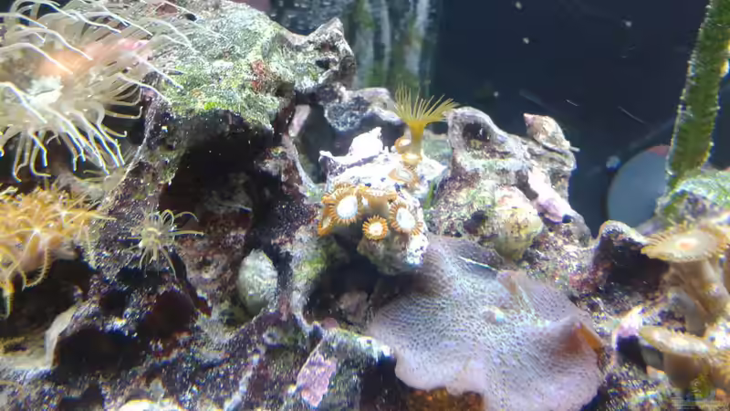 Zoanthus sp. rot/lila von Torsten Bullmahn (68)