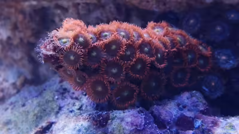 Zoanthus sp. von ~Elena~ (19)
