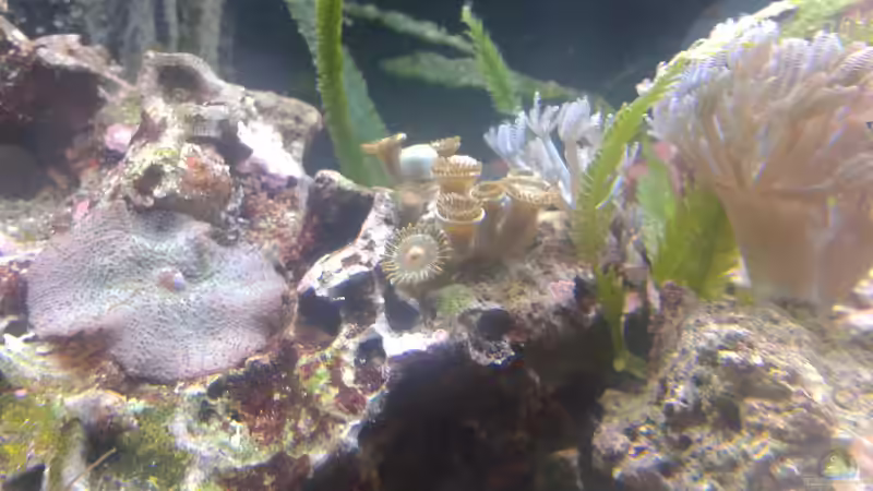 Zoanthus sp. von Torsten Bullmahn (62)