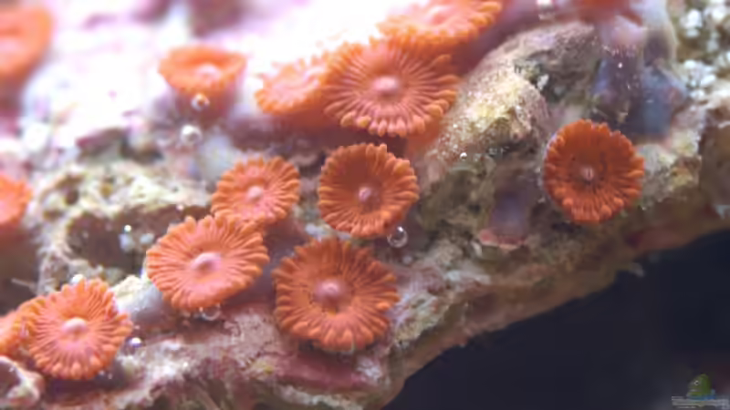 Zoanthus sp von FrischFisch (12)