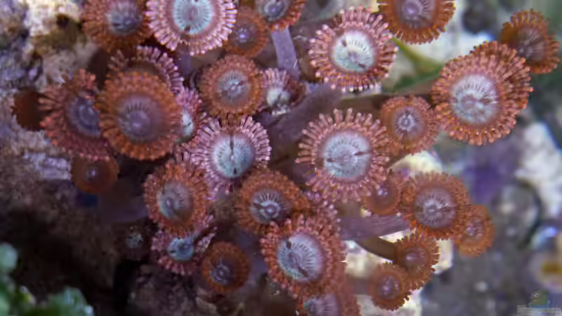 Zoanthus Spiders web von Summse (45)