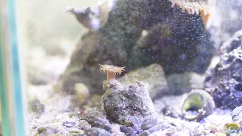 Zoanthus von GiZZ55 (16)