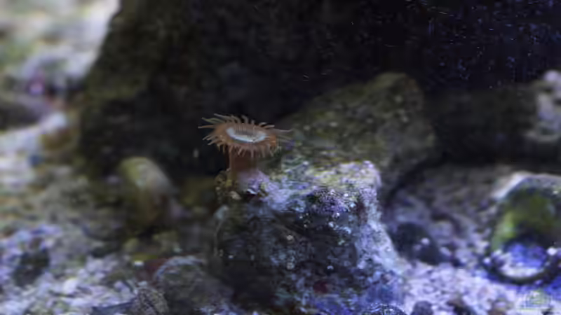 Zoanthus von GiZZ55 (18)