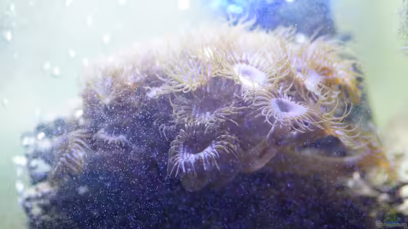 Zoanthus von GiZZ55 (19)