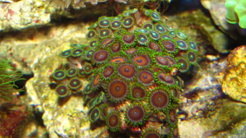 Zoanthus von Johannes 88 (41)