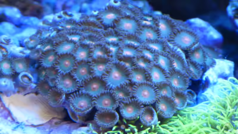 Zoanthus von Leni13 (20)