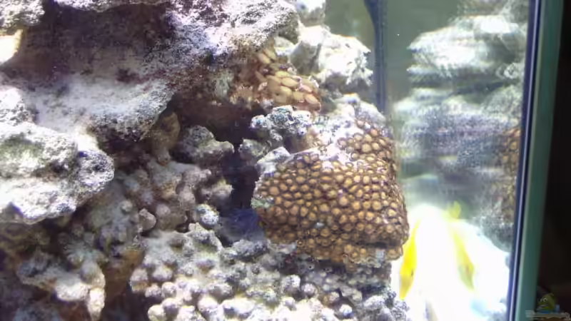 Zoanthus von René Geisler (10)