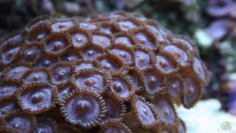 Zoanthus von Susanne Axt (17)