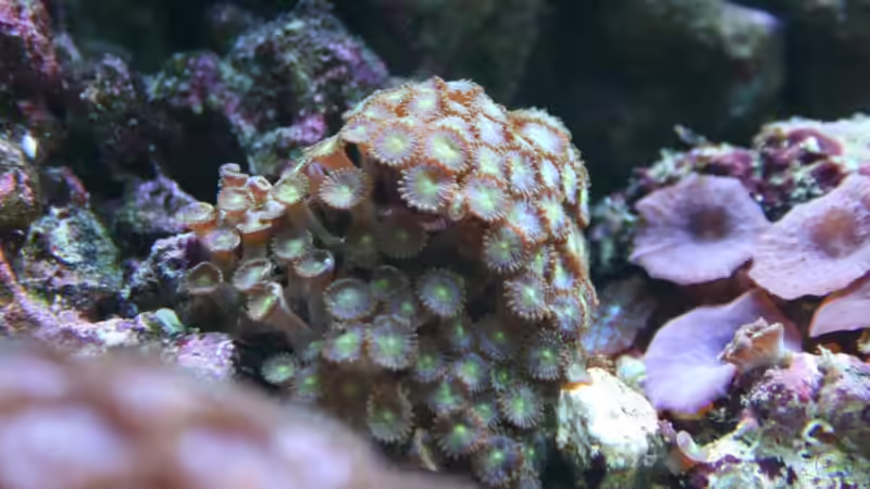 Zoanthus von Susanne Axt (18)