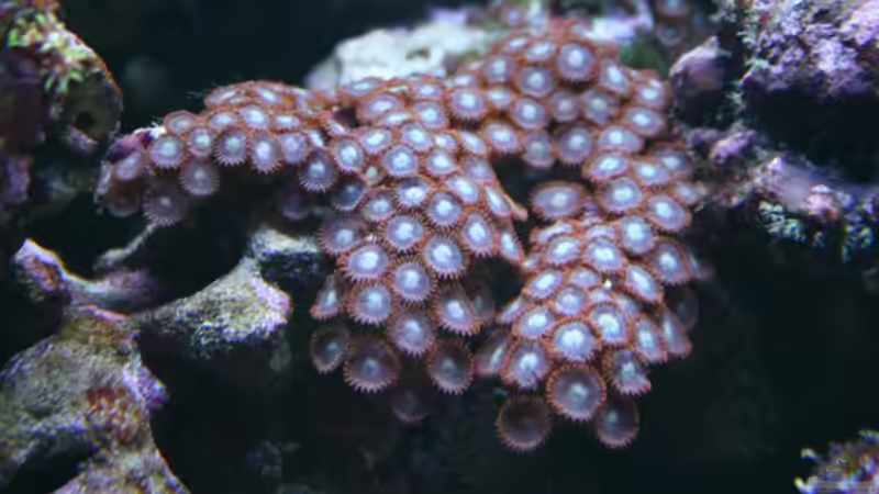 Zoanthus von Susanne Axt (19)