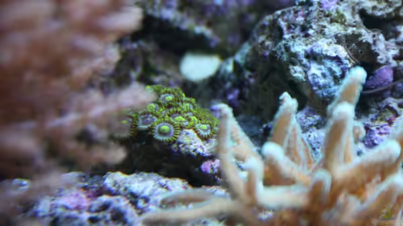 Zoanthus von Susanne Axt (20)