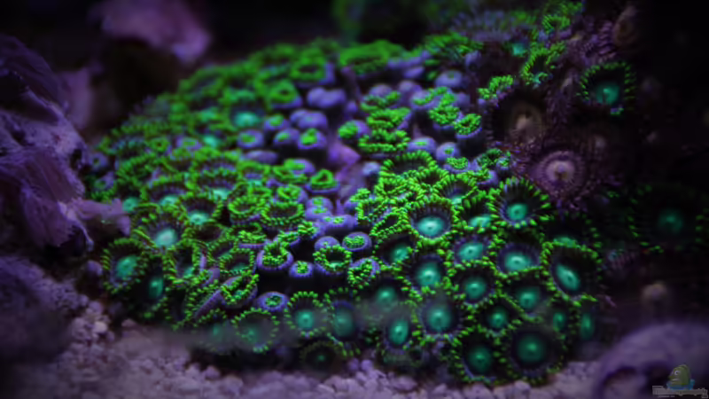 Zoanthus von Thomas S-H (6)
