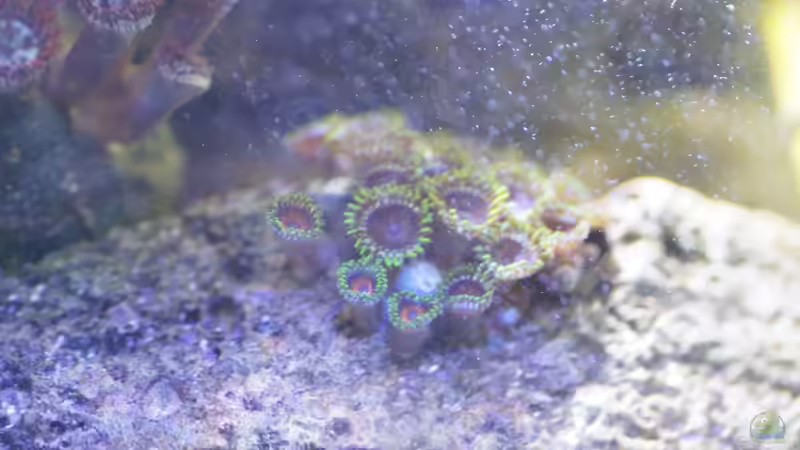 Zoanthus Watermelon von GiZZ55 (17)