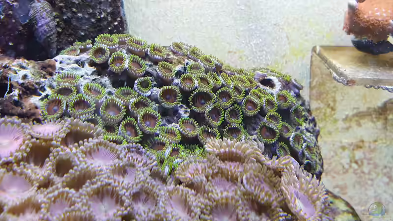 Zoanthus Watermelon von GiZZ55 (8)